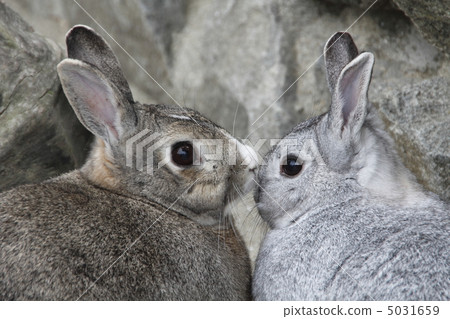 一隻兔子 一隻兔子 5031659