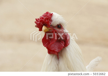 Chicken chicken 5031662