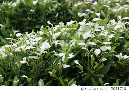 Kenji Temple Hokkaido自製學生 Kenji Temple Hokkaido自製學生 5031710