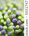 Hydrangea 008 5031747