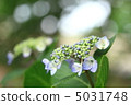 Hydrangea 009 5031748