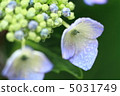 Hydrangea 010 5031749