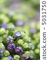 Hydrangea 011 5031750