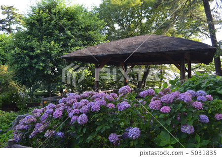 Hydrangea Festival in the Tama River 5031835