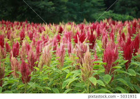 Amaranthus Amaranthus 5031931