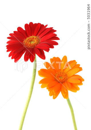 雛菊 5031964