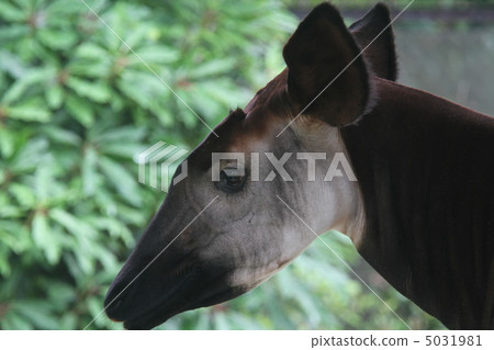 霍加皮 霍加皮 5031981