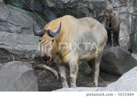 Golden Takin Golden Takin 5031984