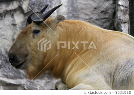 Golden Takin Golden Takin 5031988