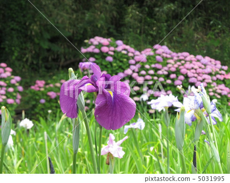 Kitagata Lake irises 5031995