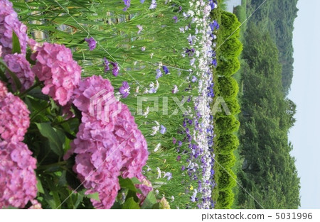 Kitagata Lake irises Kitagata Lake irises 5031996