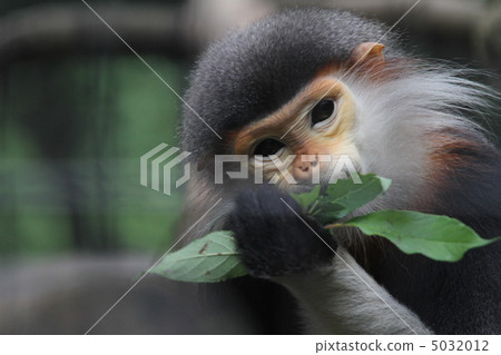Rhododendron krangour Rhododendron krangour 5032012