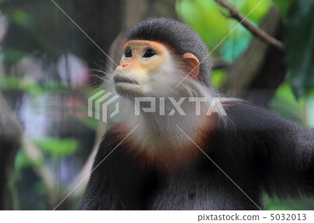 杜鵑花krangour 5032013