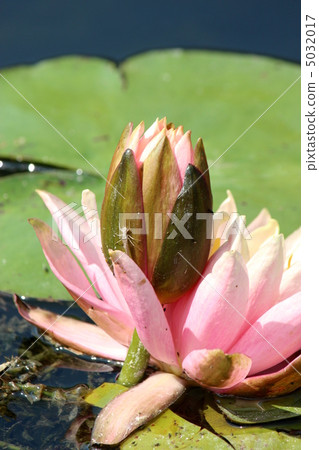 Temperate water lily Temperate water lily 5032017