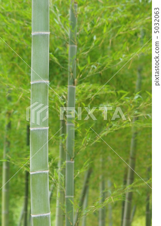Bamboo Bamboo 5032063