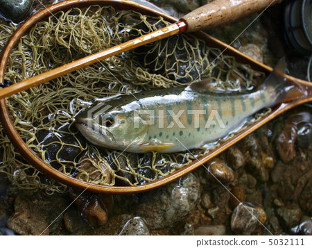 鱒魚 鱒魚 5032111