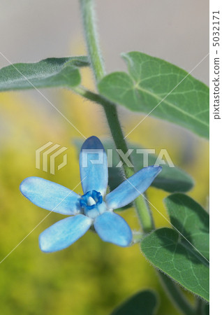 Blue Star 5032171