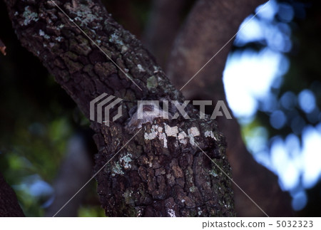 Tree hilux out of the tree 5032323