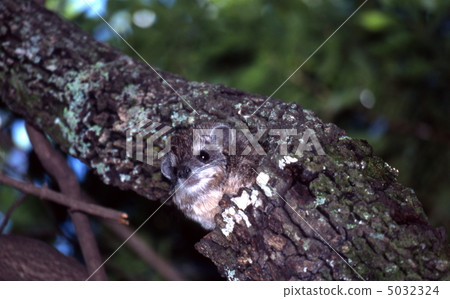 Tree hilux out of the tree 5032324
