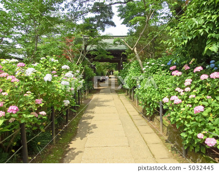 Hydrangeas and Zuihomon Gate at Hontokuji Temple (Matsudo City, Chiba Prefecture) 5032445