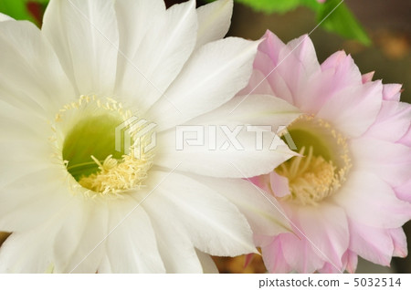 Two color cactus flower 5032514