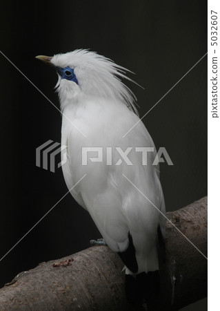 Komurishiromuku 5032607