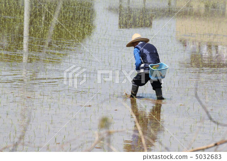Rice planting 5032683