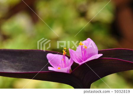 Small flowers / Murasakigoten Small flowers / Murasakigoten 5032819