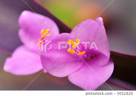 Small flowers / Murasakigoten 5032820