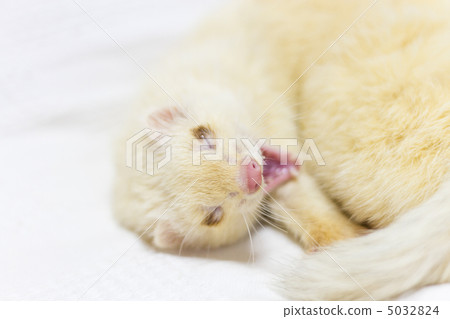 Yawn ferrets 5032824