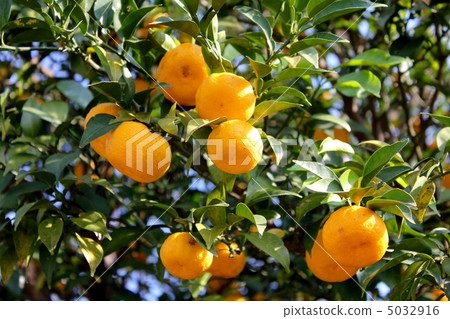 柚子種子 5032916