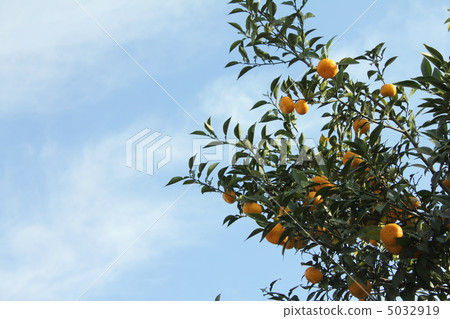 柑橘樹和天空 5032919