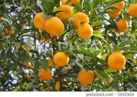 柚子種子 5032920