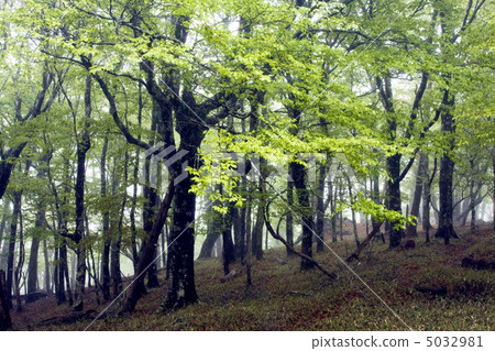 Oshikigahara of fresh green Oshikigahara of fresh green 5032981