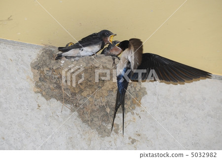 Swallow parenting Swallow parenting 5032982
