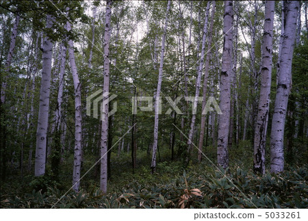 White birch forest of Heiwa Plateau 5033261