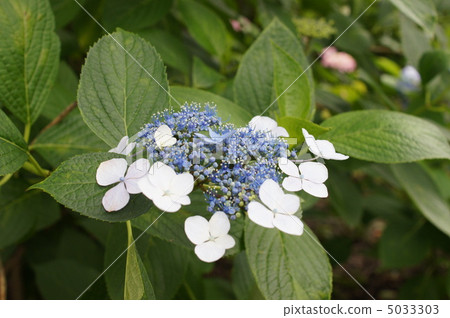  Gaku hydrangea 5033303