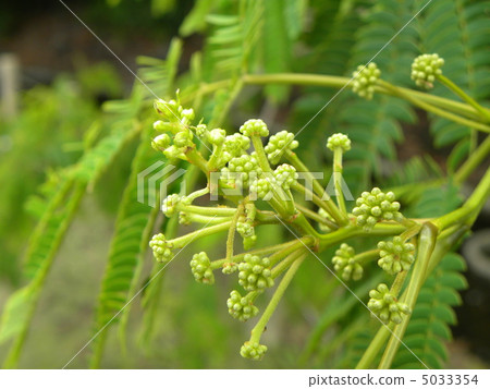 Nemuoki flowers blooming like a pink tassel soon 5033354