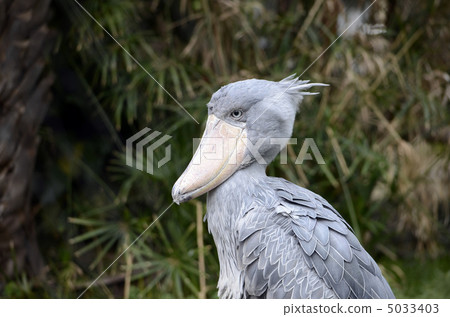 Hashbill Hashbill 5033403