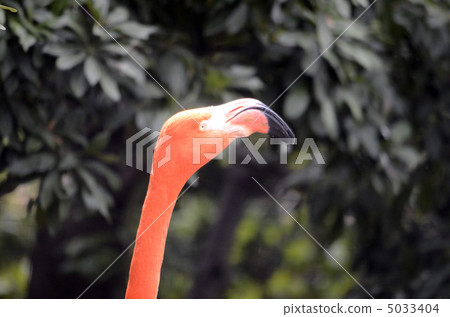 Flamingo Flamingo 5033404
