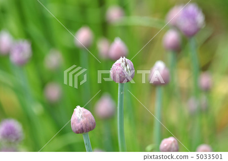 Asatsuki的花 5033501