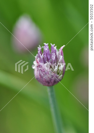 Asatsuki的花 5033502