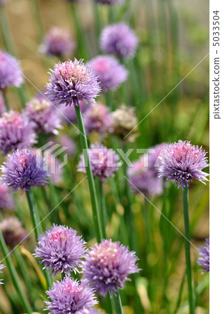 Asatsuki的花 5033504