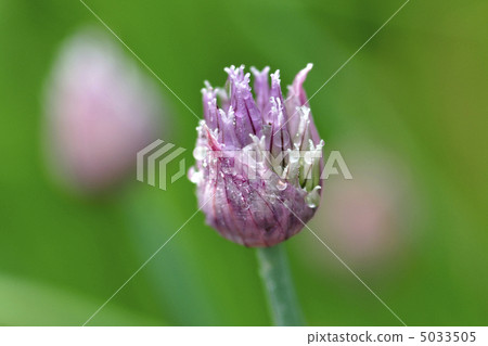 Asatsuki的花 Asatsuki的花 5033505