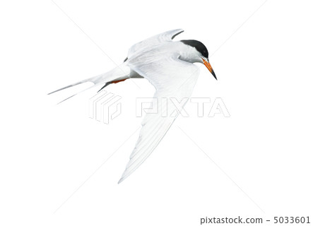 燕鷗 燕鷗 5033601