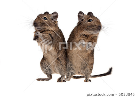 two degu standing full-length 5033845
