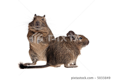 two funny degu 5033849