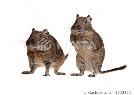 two rodent pets 5033853