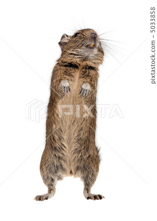 degu full-length 5033858