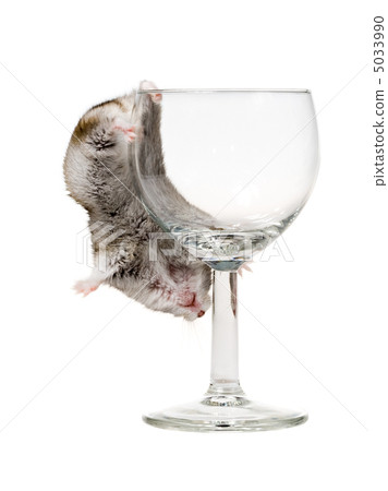drunk hamster drunk hamster 5033990